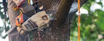 Best Emergency Tree Removal  in North Shore, CA