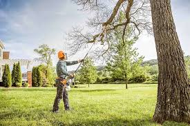 Best Tree Health Inspection  in North Shore, CA