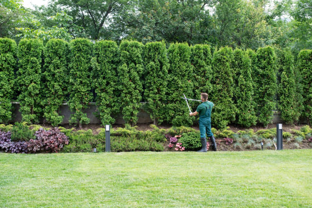 Best Root Management and Removal  in North Shore, CA