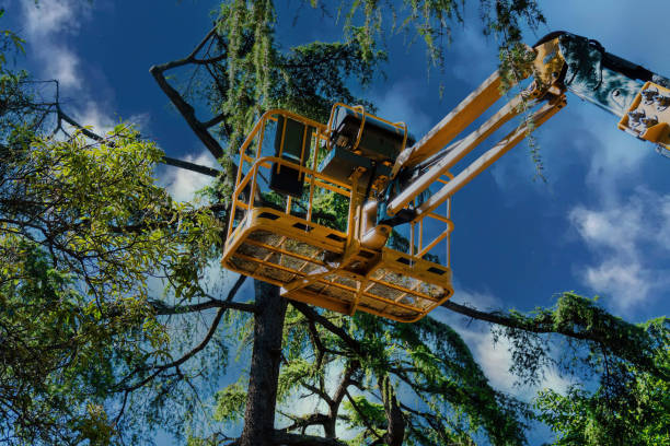 Best Commercial Tree Services  in North Shore, CA